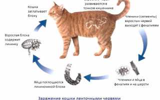 Признаки паразитарных заболеваний у животных