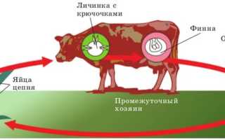 Передаются ли глисты через поцелуй