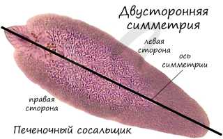 Регенерация у ленточных червей