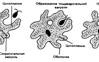 Осмотрофный способ питания у амебы