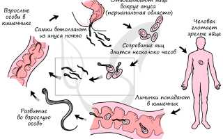 Сколько яиц откладывает самка аскариды ежедневно