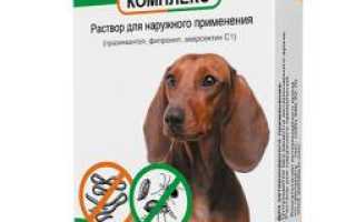 Паразиты в эритроцитах у собаки