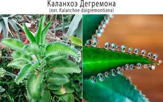 Что такое каланхоэ им лечат туберкулез
