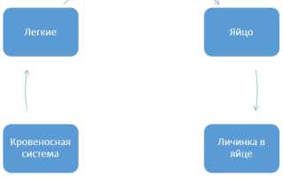 Аскарида человеческая характеристика таблица