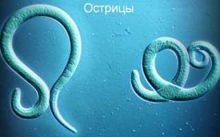 Бульбус это круглые черви