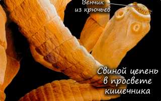 Ресничные и ленточные черви сравнение