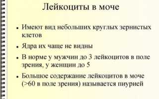 Могут ли быть повышены лейкоциты в моче при туберкулезе