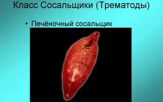 Как заразиться аскаридой бычьим цепнем печеночным сосальщиком