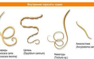 Первые признаки глистов у котов