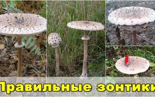 Можно ли отравиться грибами зонтиками