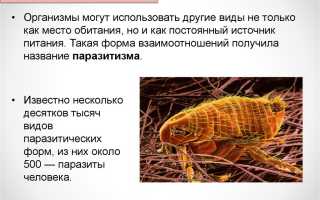 Какой из перечисленных организмов не является клеточным паразитом